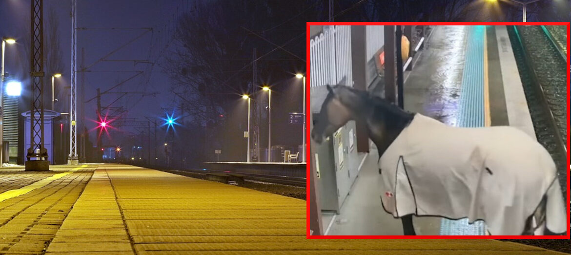 Pasażerowie byli w szoku. Niecodzienny gość pojawił się na peronie