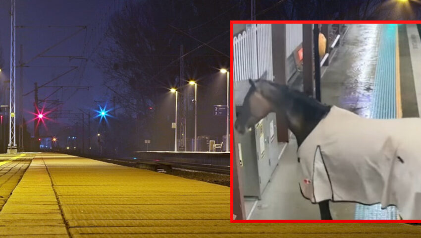 Pasażerowie byli w szoku. Niecodzienny gość pojawił się na peronie