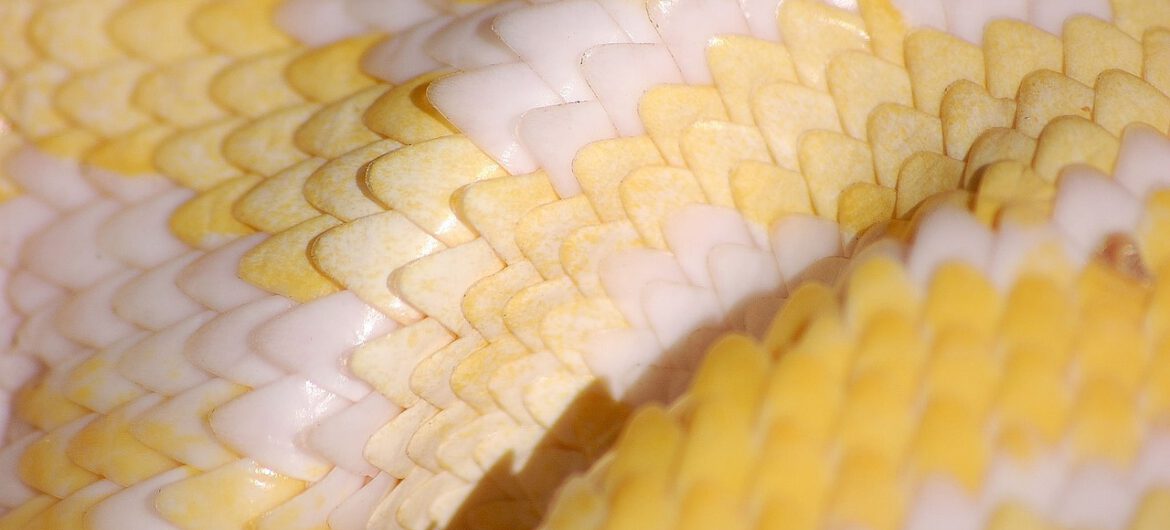 Odkryto szczątki węża-giganta. Był większy od tyranozaura