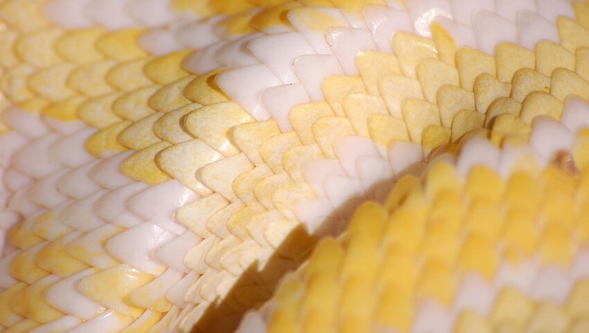 Odkryto szczątki węża-giganta. Był większy od tyranozaura