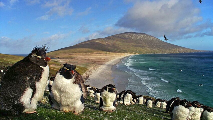Nowy prezydent Argentyny przyznał, że Falklandy należą do Wielkiej Brytanii. Ale i tak chce je odzyskać