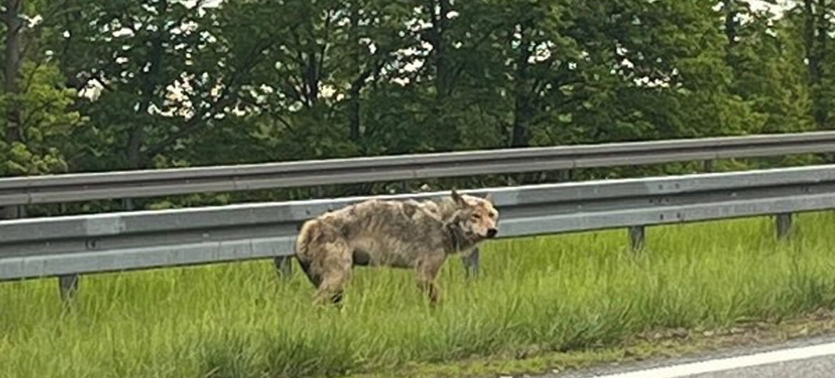 Ranny wilk błąkał się przy krajowej ekspresówce do Gdańska