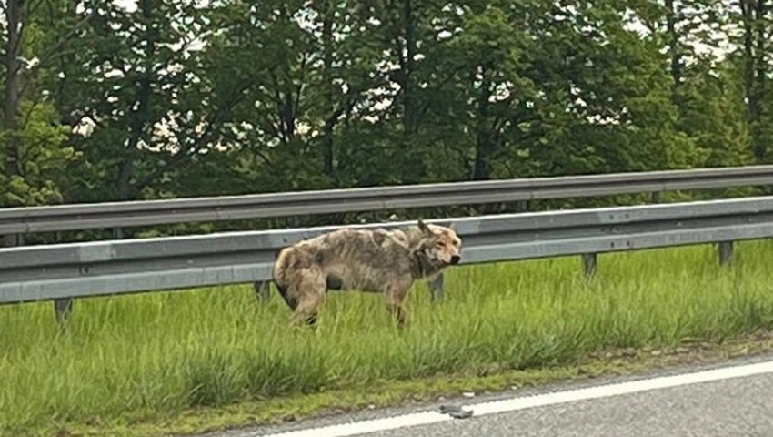 Ranny wilk błąkał się przy krajowej ekspresówce do Gdańska