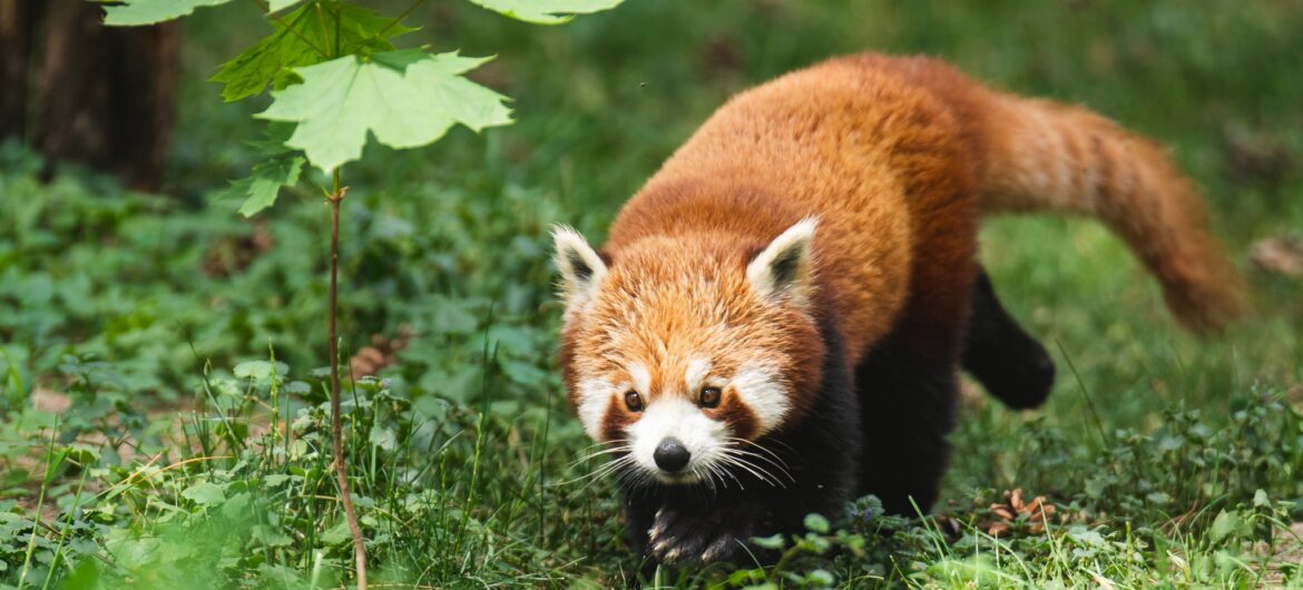 Panda na lotnisku Chopina. Przyleciała do Polski w luku bagażowym