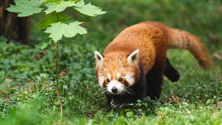 Panda na lotnisku Chopina. Przyleciała do Polski w luku bagażowym