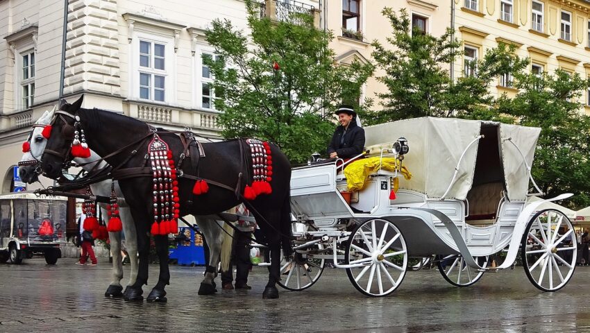 “Nie da się postawić urzędnika przy każdym woźnicy i pilnować, żeby nie męczył swojego konia”