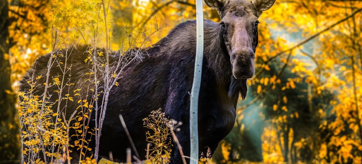 Samica łosia zabiła mężczyznę, który chciał sfotografować jej dzieci