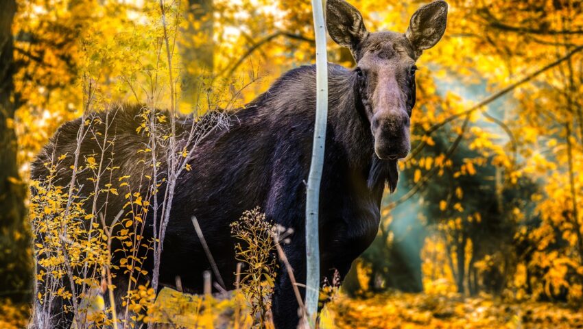 Samica łosia zabiła mężczyznę, który chciał sfotografować jej dzieci