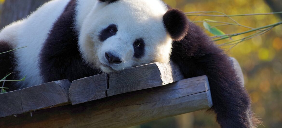 Pracownicy zoo wpadli na absurdalny pomysł. Przebrali psy za pandy