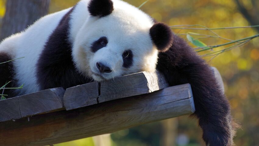 Pracownicy zoo wpadli na absurdalny pomysł. Przebrali psy za pandy