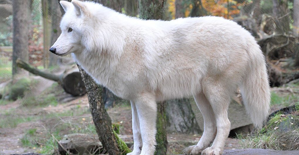 Wilki zaatakowały kobietę w zoo. Walczy teraz o życie