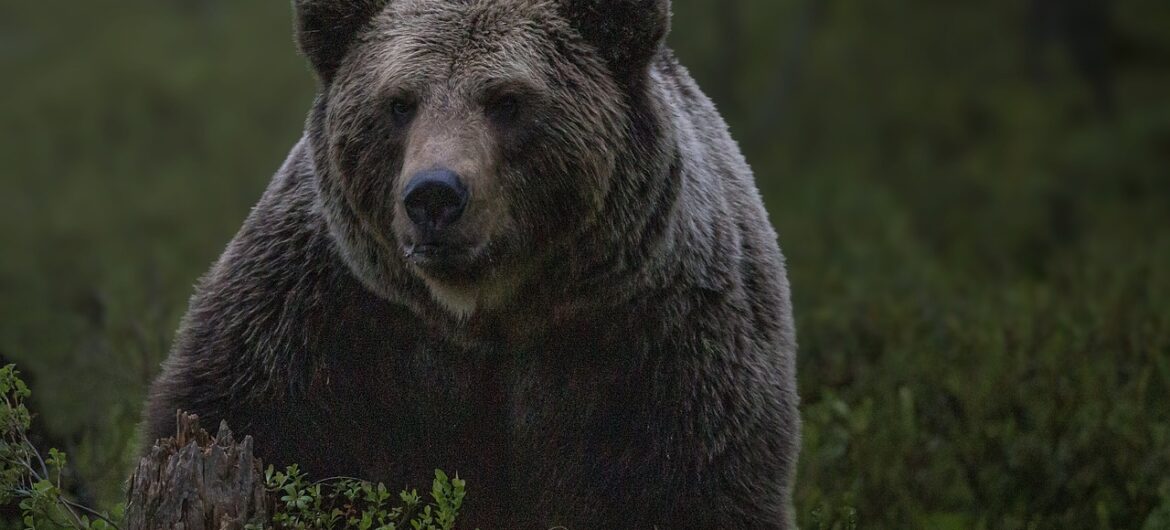 O krok od tragedii, niedźwiedzica zaatakowała rowerzystę. Uratował go “szalony” pomysł