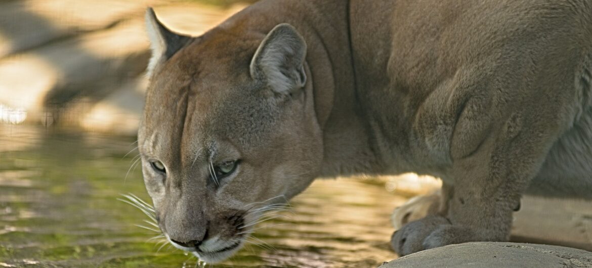 Tragedia w zoo. Puma zabiła właściciela