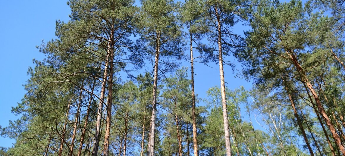 Tajemniczy obiekt spadł na las pod Olsztynem. Jest komentarz wojska