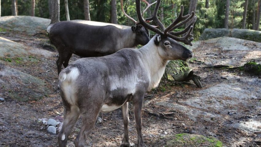 Mięso z renifera albo dorsz za bilety na półfinał Ligi Mistrzów